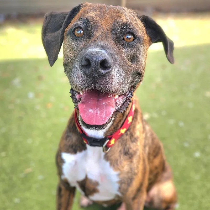 An adult large-sized male Boxer dog named Bodie for adoption in Austin, TX