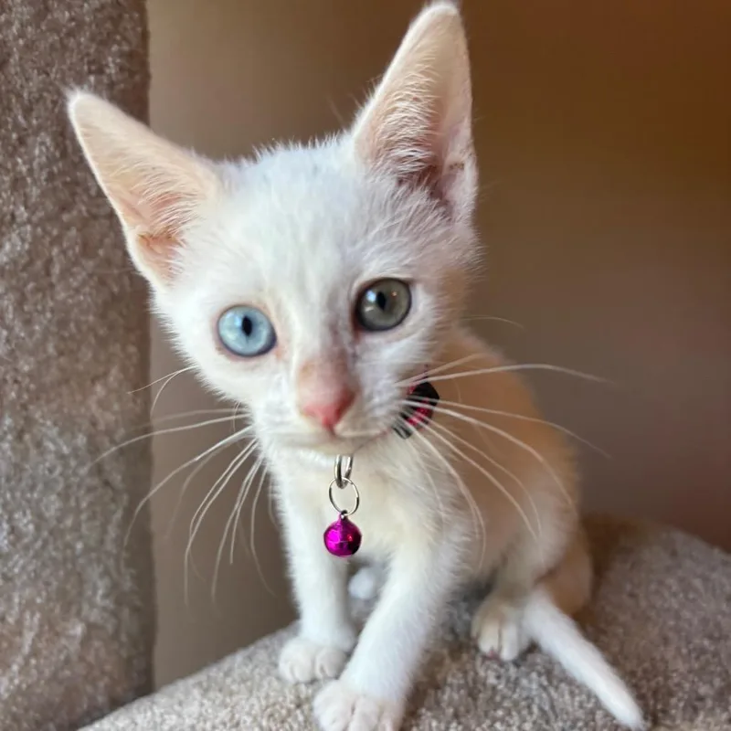 A baby small-sized female White Domestic Short Hair cat named Pearl for adoption in New Port Richey, FL