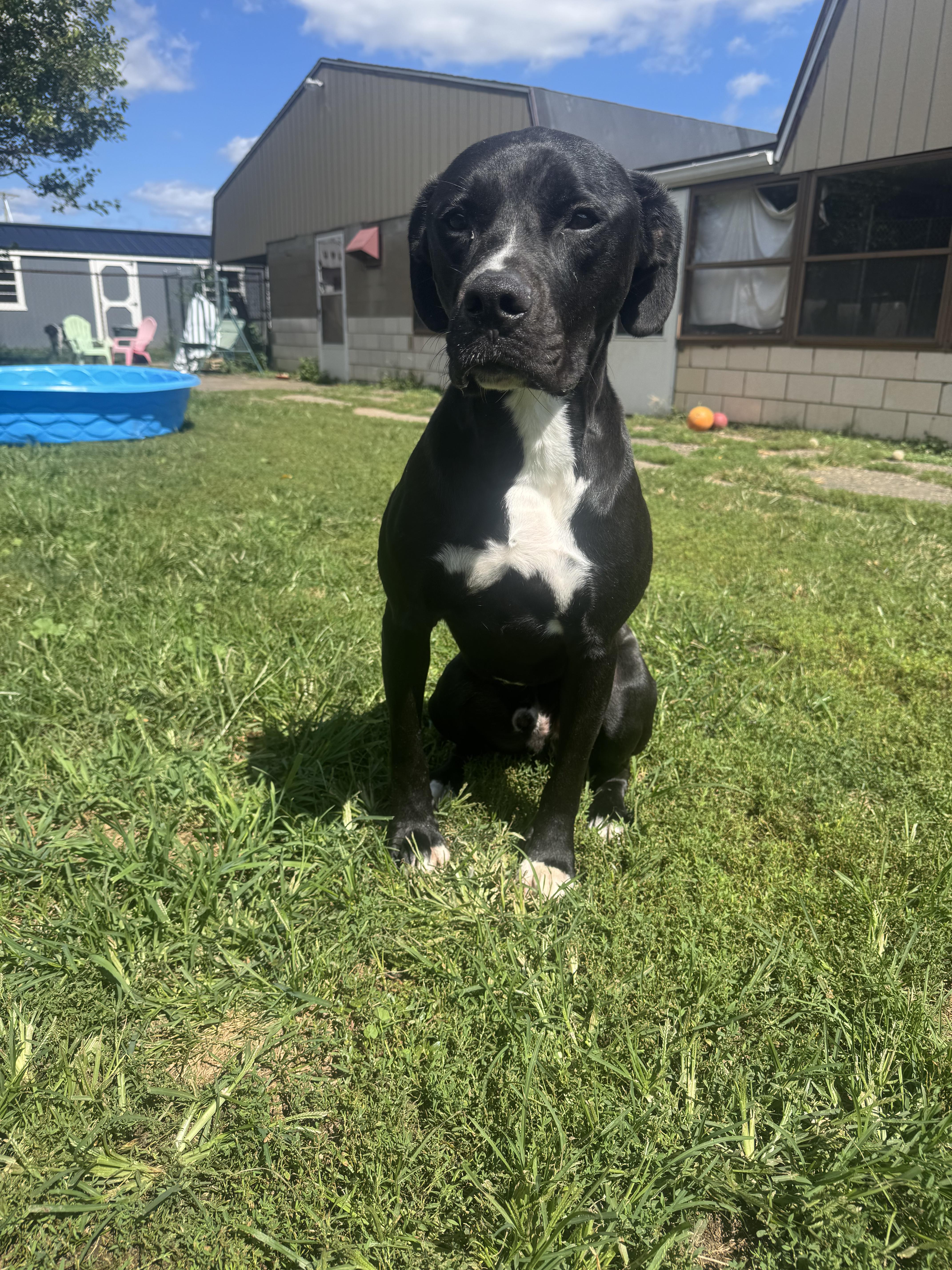 An adult large-sized male Black Labrador Retriever dog named Harley for adoption in North Canton, OH