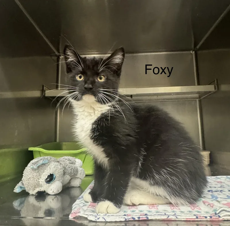 A baby medium-sized female Black Domestic Medium Hair cat named Foxy for adoption in Ulster, PA