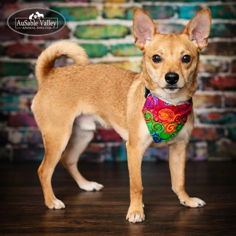 An adult small-sized male Yellow / Tan / Blond / Fawn Chihuahua dog named Murphy for adoption in Grayling, MI