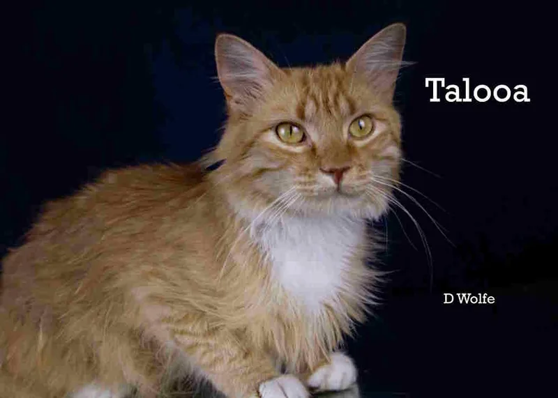 Talooa
