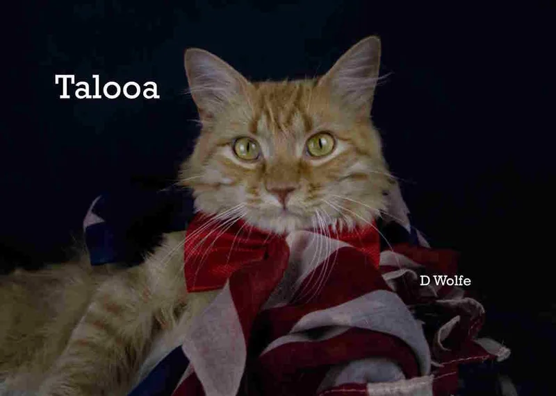 Talooa thumbnail 4