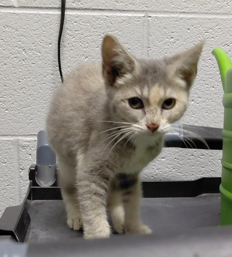 A baby small-sized female Domestic Short Hair cat named Amelia for adoption in Henderson, NC