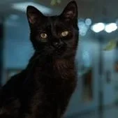A young large-sized male Black Domestic Short Hair cat named River for adoption in Grand Rapids, MN