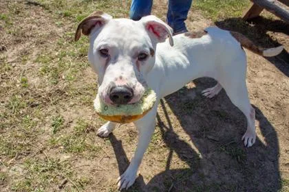 An adult large-sized male Pit Bull Terrier dog named Cheddar for adoption in Kansas City, MO