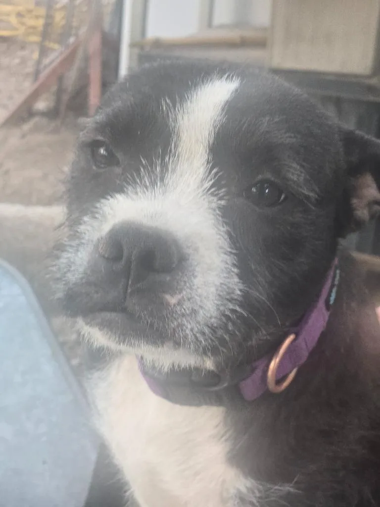 A young medium-sized female Boston Terrier dog named Vivi for adoption in Salt Lake City, UT