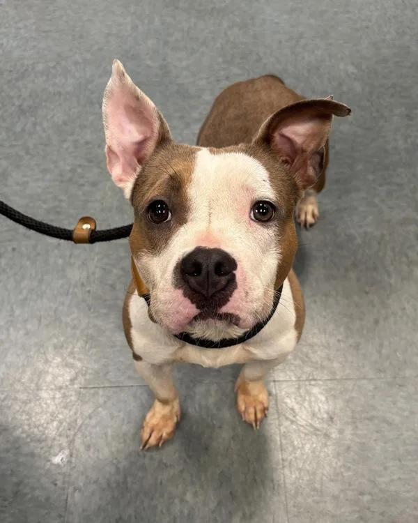 A young medium-sized female American Bully dog named Thicken Nugget for adoption in Richmond, VA