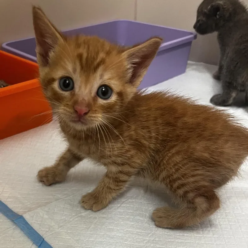 A baby small-sized male Orange / Red Domestic Short Hair cat named Jay for adoption in Los Angeles, CA