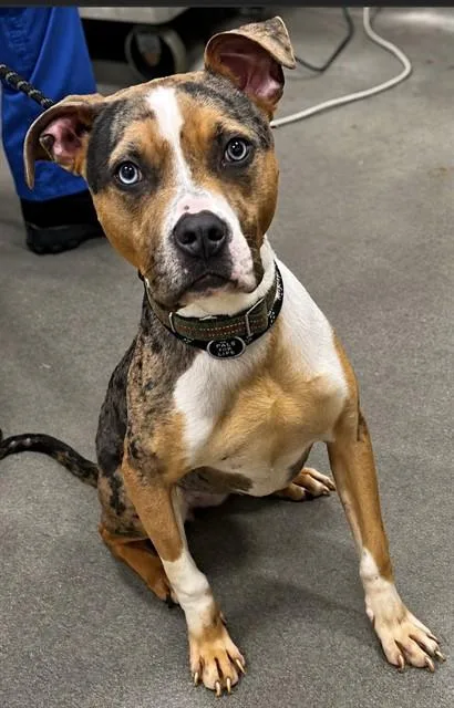 An adult medium-sized female Pit Bull Terrier dog named Valley for adoption in Upper Marlboro, MD