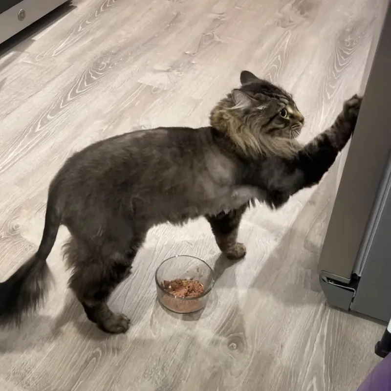 An adult large-sized male Domestic Medium Hair cat named Dimitri for adoption in Spokane, WA