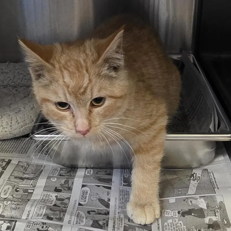 A young medium-sized male Domestic Short Hair cat named "pickles" for adoption in Leavenworth, KS