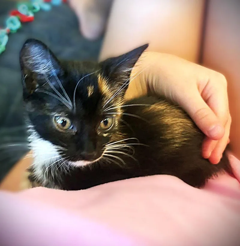 Nugget