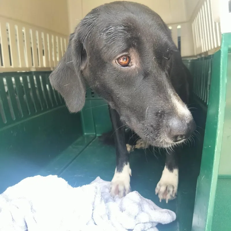 A young medium-sized female Black Mixed Breed dog named Alder for adoption in Naples, FL