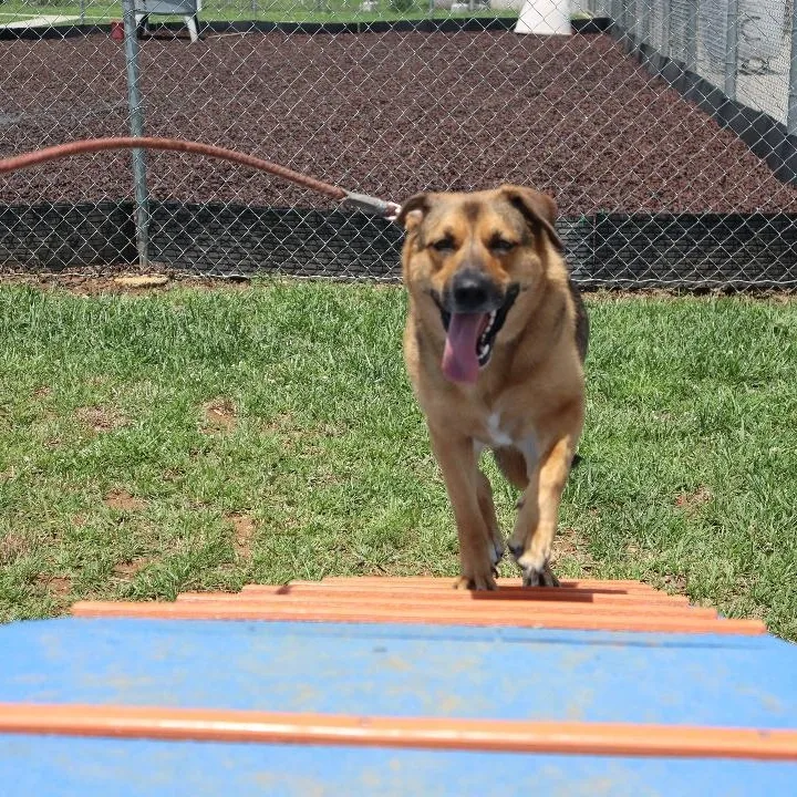 Brandy thumbnail 4