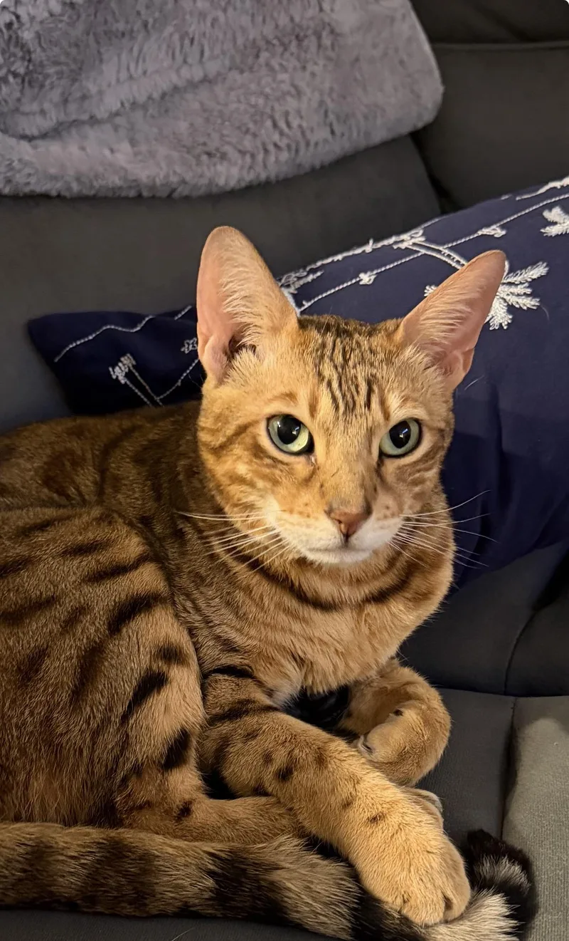An adult medium-sized male Bengal cat named Dexter for adoption in Old Bridge, NJ