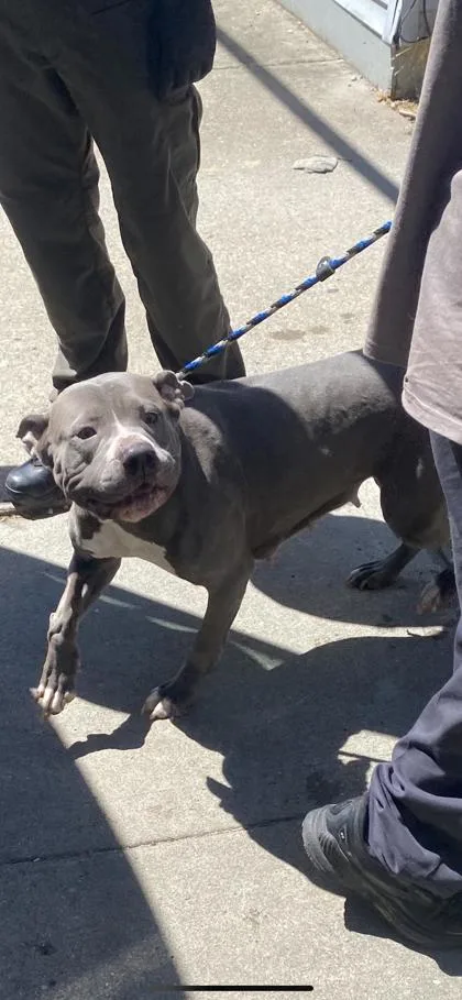 An adult medium-sized female Pit Bull Terrier dog named Angel for adoption in Cincinnati, OH