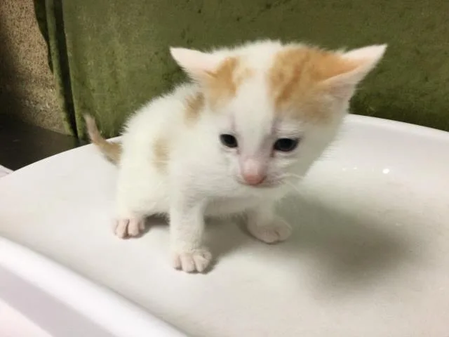 A young small-sized male Domestic Short Hair cat named Marshmellow for adoption in Riverside, CA
