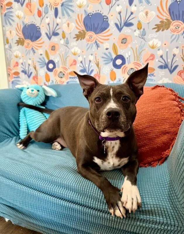 An adult medium-sized female Black Pit Bull Terrier dog named Velvet Peaches The Loveable for adoption in Friendswood, TX