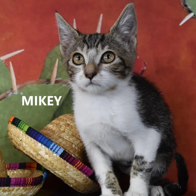 A baby small-sized female Brown / Chocolate Domestic Short Hair cat named Mikey for adoption in Yuma, AZ