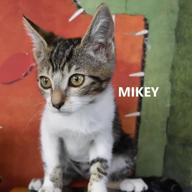 Mikey thumbnail 2