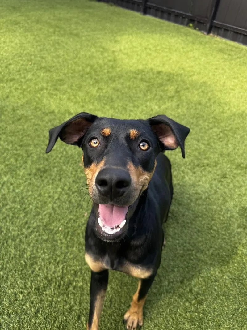 An adult medium-sized female Mixed Breed dog named Java for adoption in Miami, FL