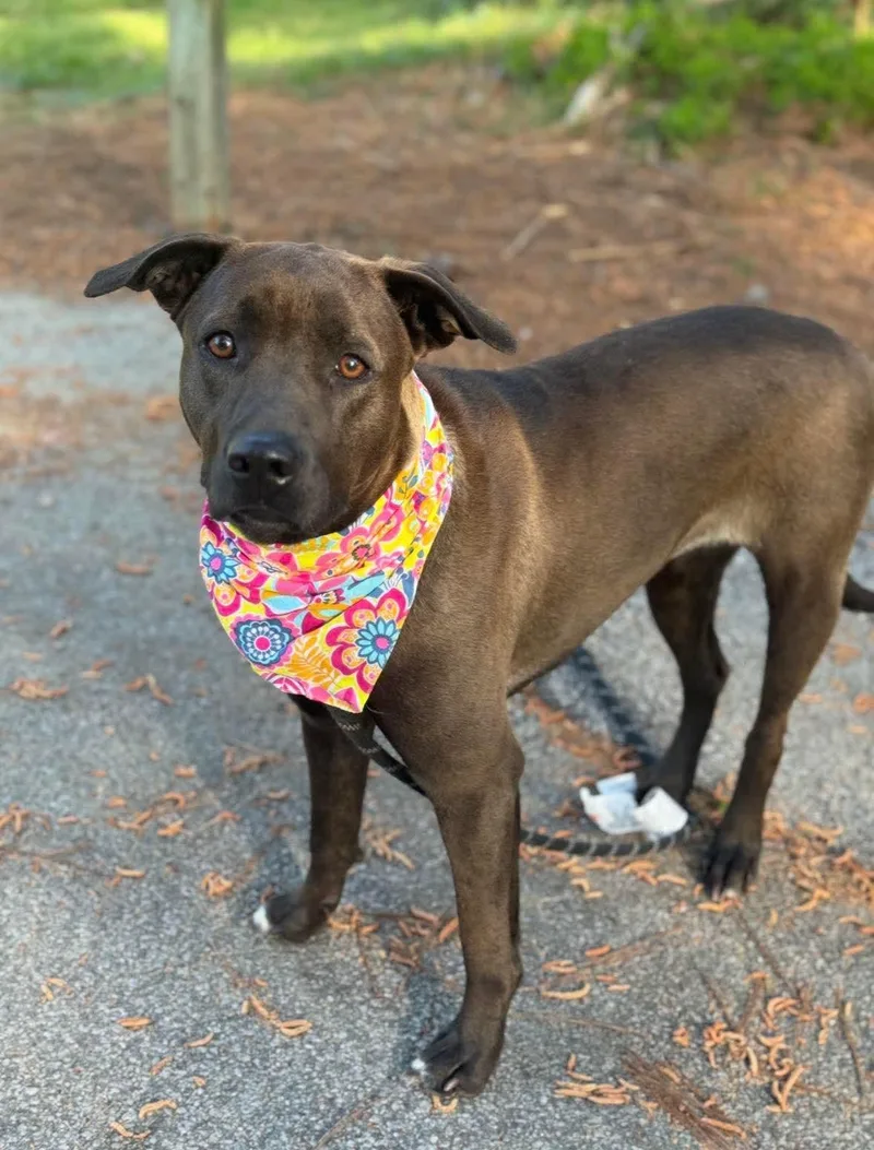 An adult medium-sized female Gray / Blue / Silver Mixed Breed dog named Remi for adoption in Sumter, SC