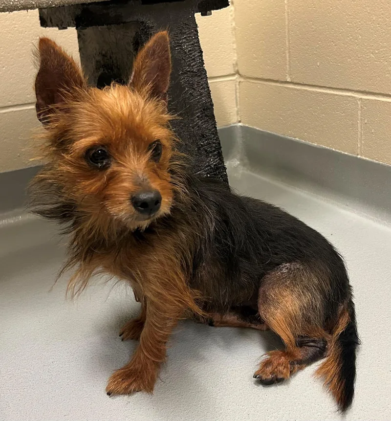 An adult small-sized female Yorkshire Terrier dog named Catalina for adoption in Mason City, IA