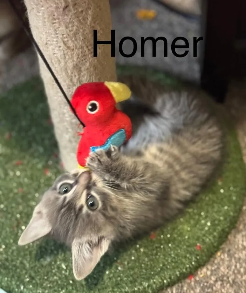A baby medium-sized male Domestic Short Hair cat named Homer for adoption in Reno, NV