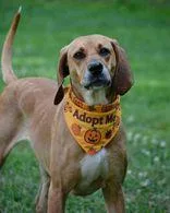 An adult large-sized female Golden Coonhound dog named Ruby for adoption in Skowhegan, ME