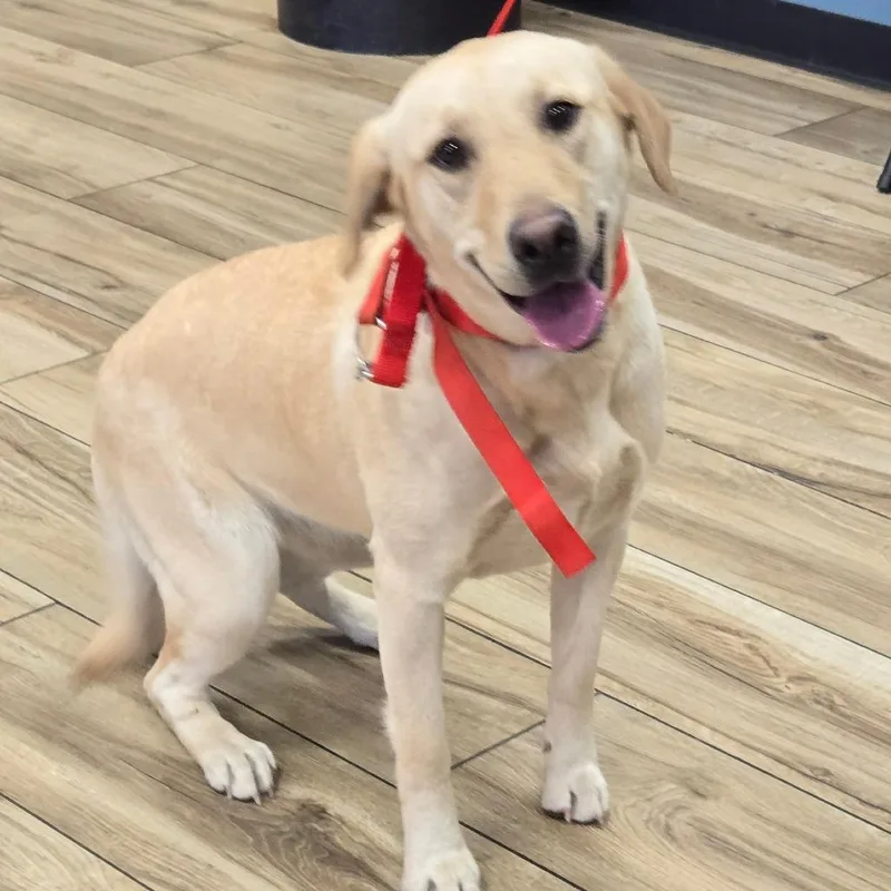 A young medium-sized female Yellow / Tan / Blond / Fawn Yellow Labrador Retriever dog named Perla for adoption in Newark, NJ