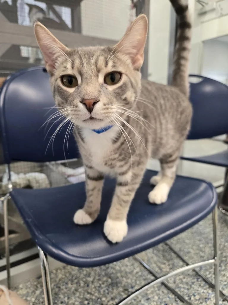 A baby small-sized male Domestic Short Hair cat named Sylvester for adoption in Angola, IN