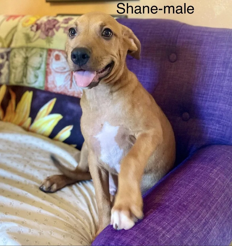A baby large-sized male Rhodesian Ridgeback dog named Shane Lonestar for adoption in Rockaway, NJ