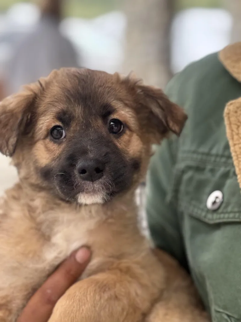 A baby medium-sized female White / Cream Cocker Spaniel dog named Alice~ for adoption in Encino, CA