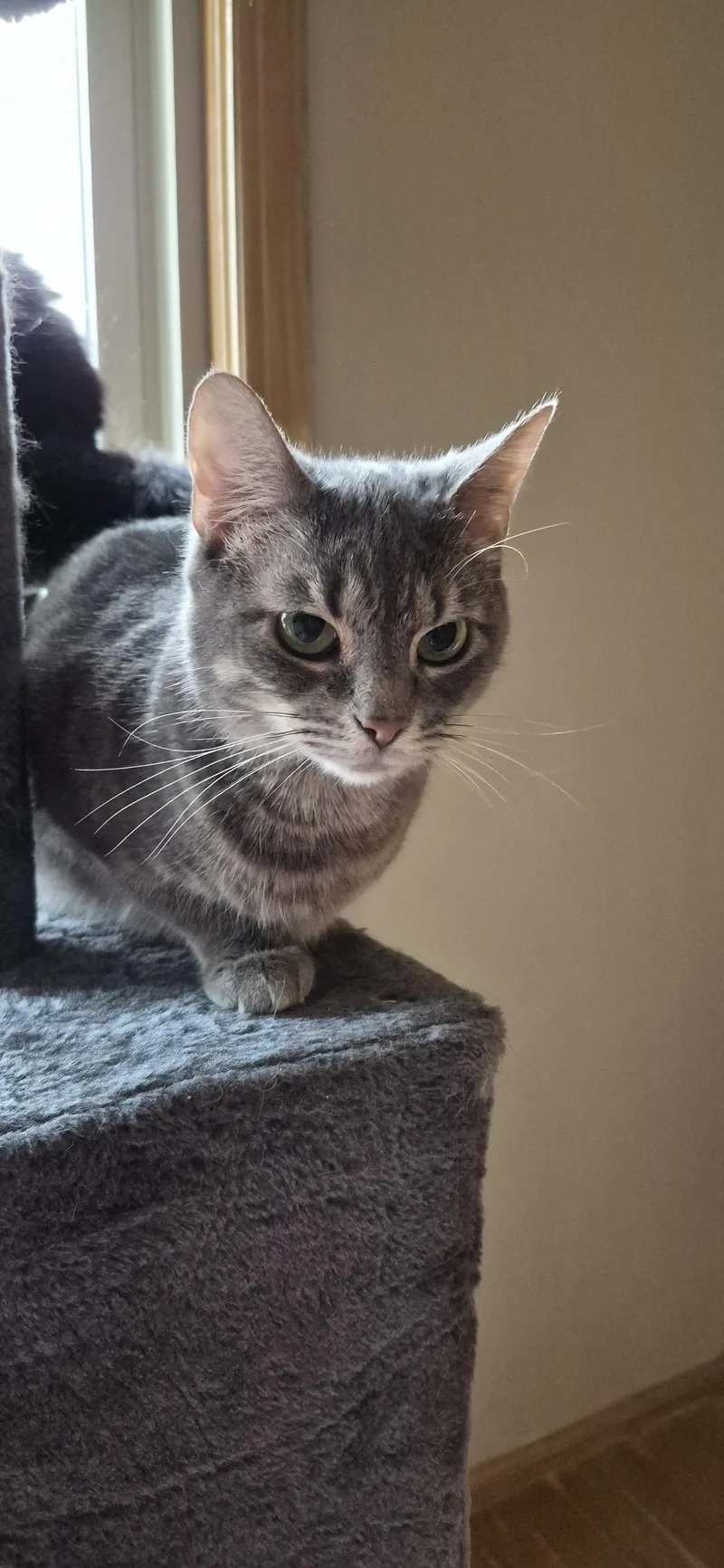 An adult medium-sized female Gray / Blue / Silver Domestic Short Hair cat named Gray for adoption in Northfield, OH
