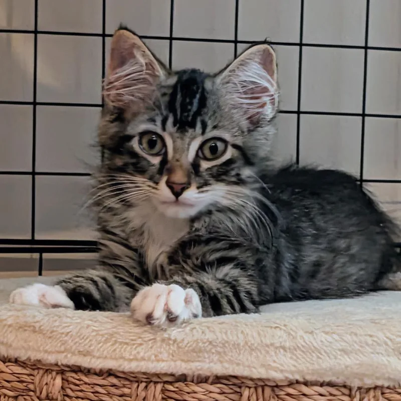 A baby small-sized male Brown / Chocolate Domestic Medium Hair cat named Pickles for adoption in Silver Spring, MD