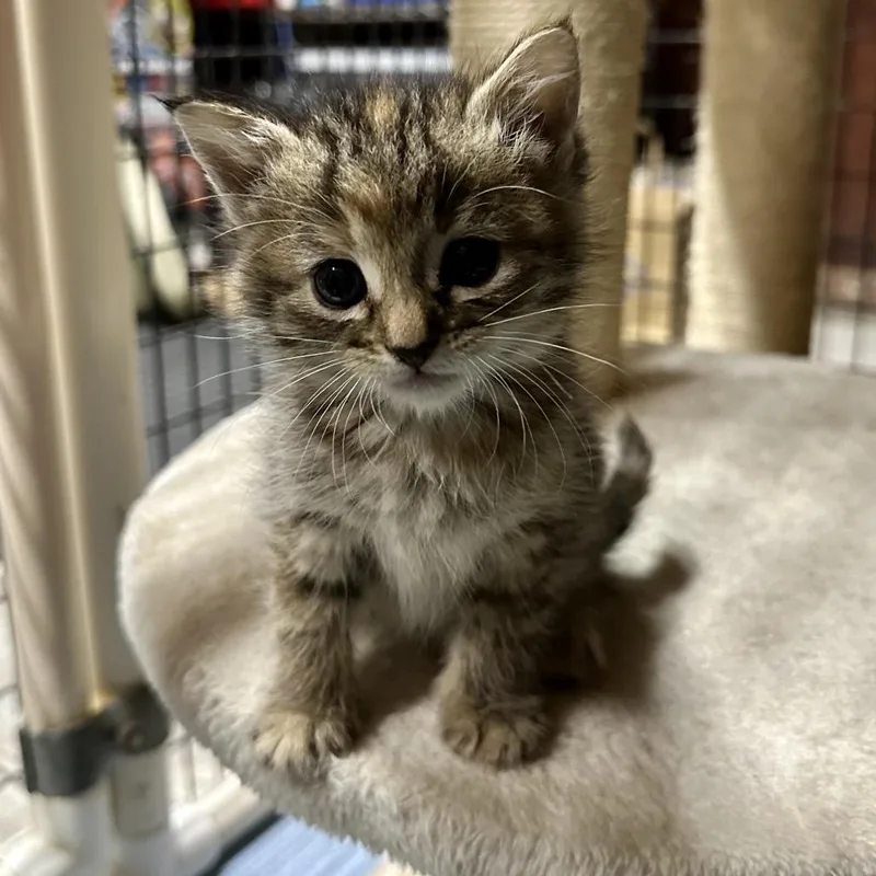 A baby small-sized female Torbie Domestic Short Hair cat named Dot for adoption in Simi Valley, CA