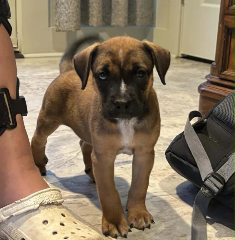 A baby medium-sized female Boxer dog named Piper for adoption in Seven Points, TX