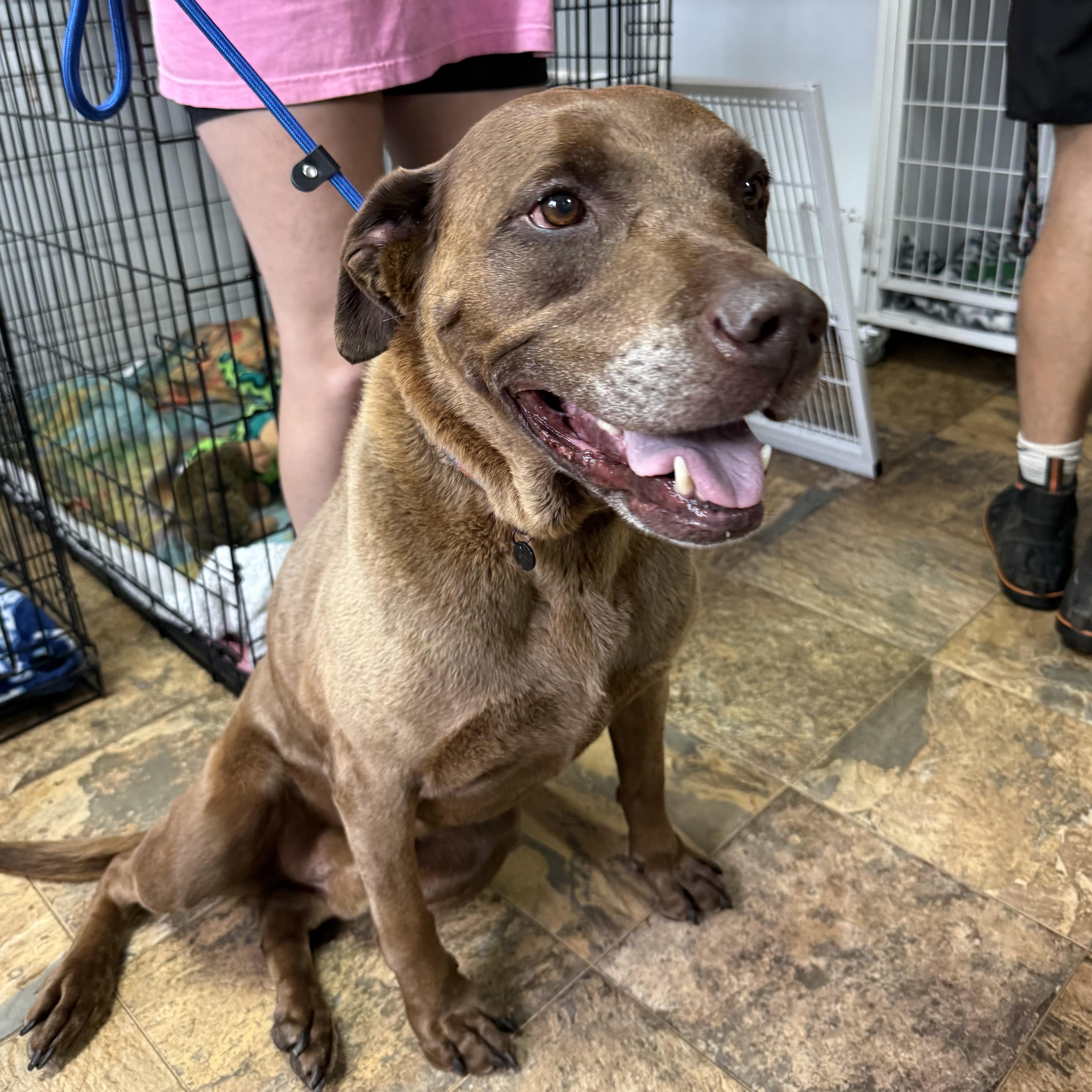 A senior large-sized male Brown / Chocolate Chocolate Labrador Retriever dog named Maximus for adoption in Columbia, SC