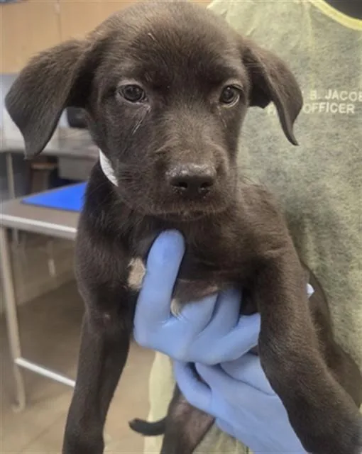 A baby small-sized female Labrador Retriever dog named Fish Finger for adoption in Phoenix, AZ