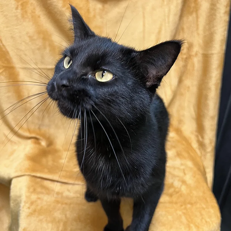 An adult medium-sized female Black Domestic Short Hair cat named Athena for adoption in Fairmont, MN