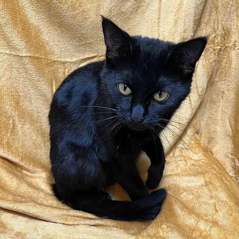 Athena thumbnail 4