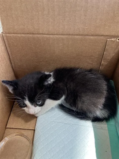 A baby large-sized male Domestic Short Hair cat named Flute for adoption in Dallas, TX