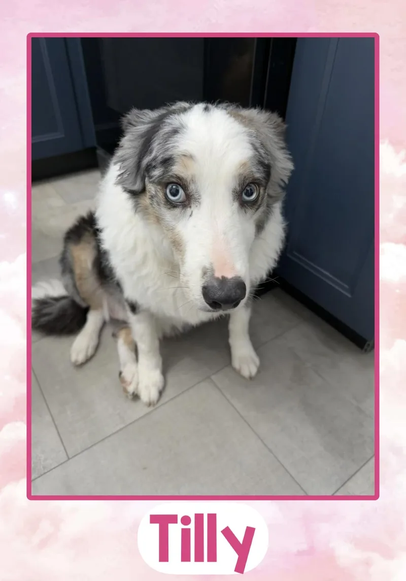 An adult medium-sized female Merle (Blue) Border Collie dog named Tilly for adoption in Fort Wayne, IN