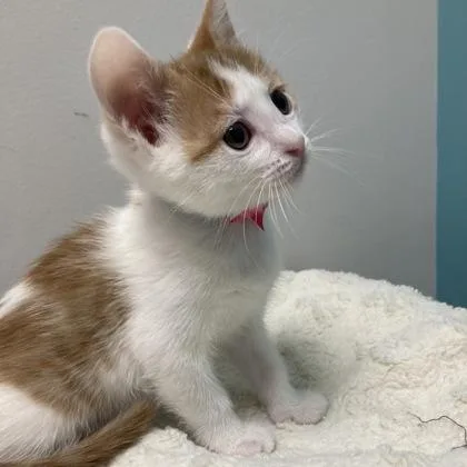 A baby small-sized female Domestic Short Hair cat named Lady for adoption in Janesville, WI