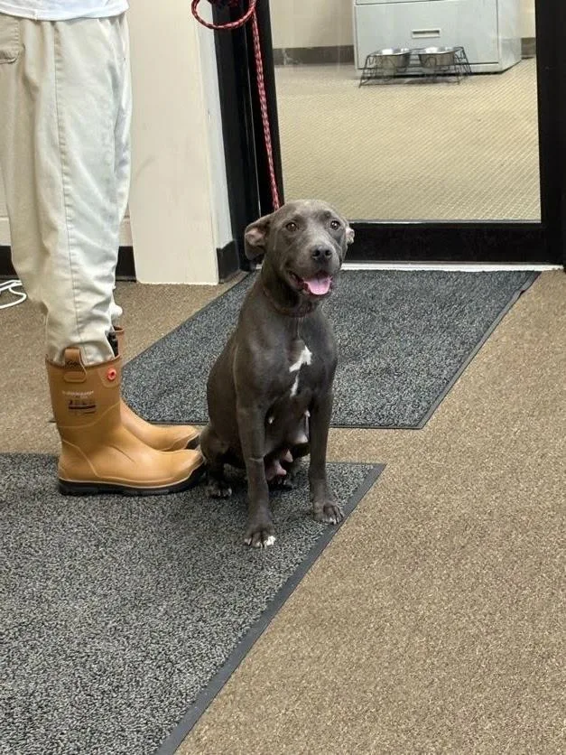 An adult medium-sized female Pit Bull Terrier dog named Nichole for adoption in Effingham, SC