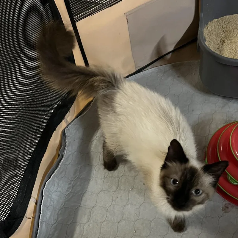 A young small-sized female Domestic Long Hair cat named Molly for adoption in Washington, DC