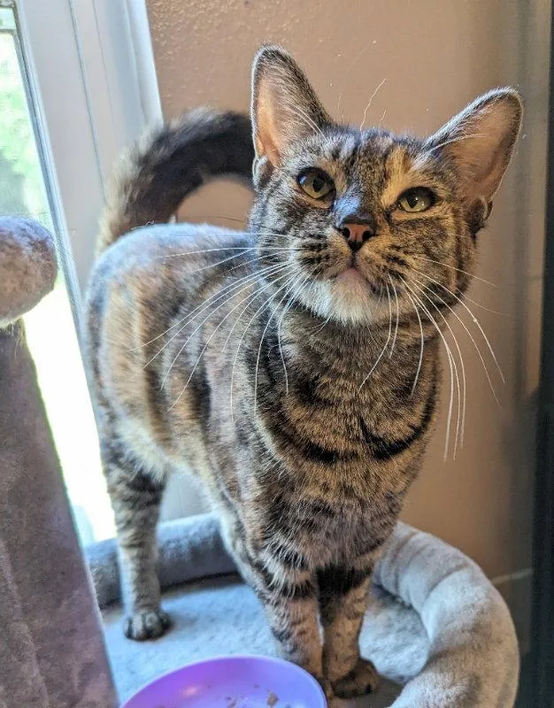 An adult medium-sized female Tabby cat named Cecilia for adoption in Ocala, FL