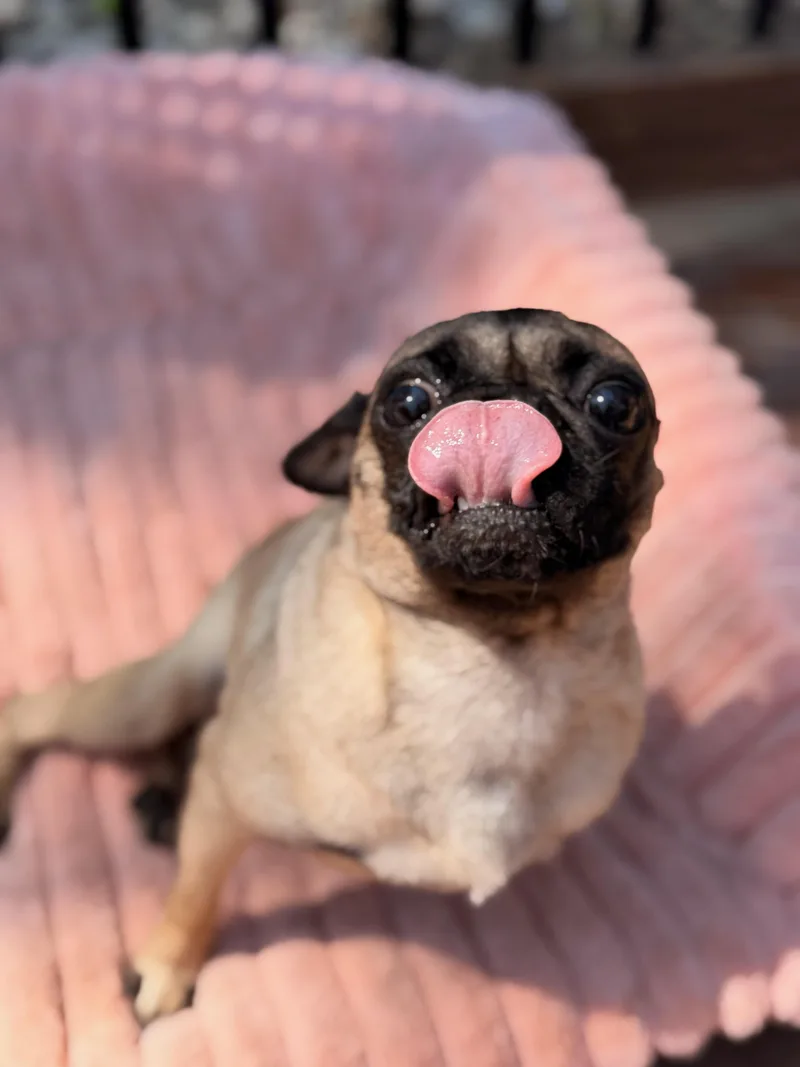 An adult small-sized female Yellow / Tan / Blond / Fawn Pug dog named Gigi for adoption in North Freedom, WI