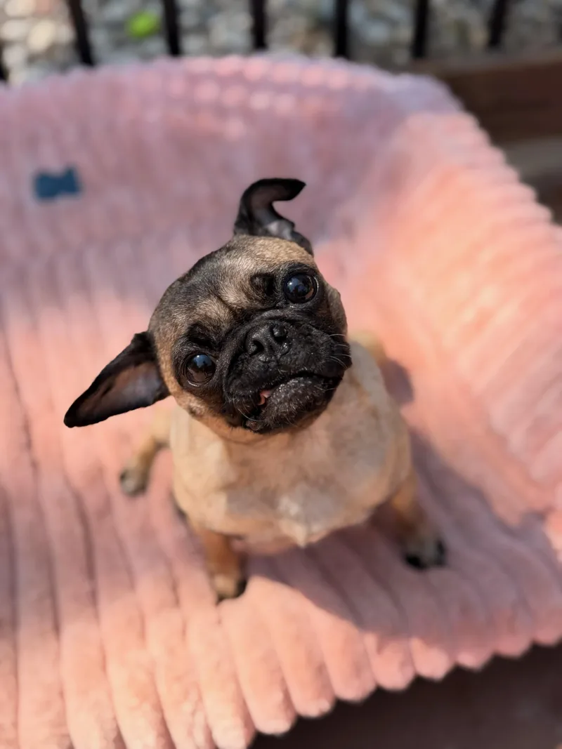 Gigi thumbnail 2